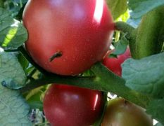 硬粉西红柿无公害食品
