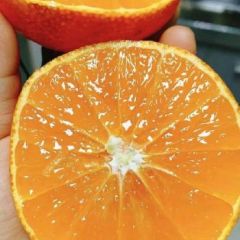 四川眉山爱媛果冻橙低价出售