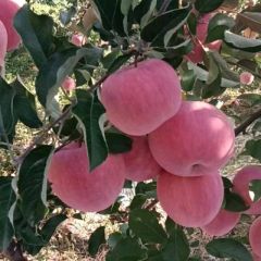 延川县梁家河苹果直销