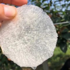 山东青岛秋月梨大量上市