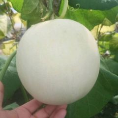 玉菇甜瓜大量上市18266570330