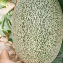 晓蜜25大量上市18266570330