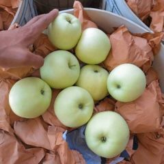 绥中苹果大量有货，需要的联系，品种有黄元帅，韩富