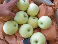 绥中苹果大量有货，需要的联系，品种有黄元帅，韩富