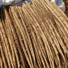 保定沙地铁棍山药大量上市中