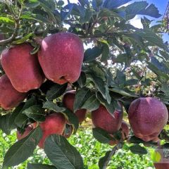 2022年花牛苹果马上市