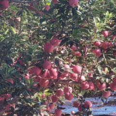 诚信苹果商一次合作终身朋友