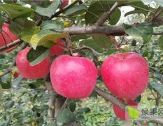 供应矮化瑞香红苹果苗