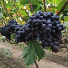 四川省冕宁县秋黑上市啦！果园直拉！！