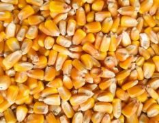 内蒙古通辽干玉米批发、东北玉米产地代发、东北干玉米饲料