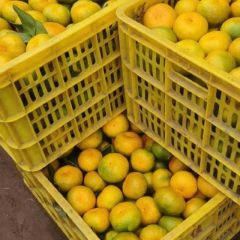 雁江蜜桔，香甜可口 入口化渣