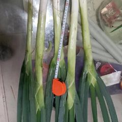 河北隆尧大葱火热上市中