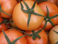 山东聊城大量供应优质硬粉西红柿，大红西红柿