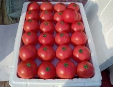 河北精品西红柿大量现货，欢迎全国客商采购咨询