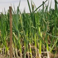 赤峰市阿鲁科尔沁旗大葱大量提供种植户直销