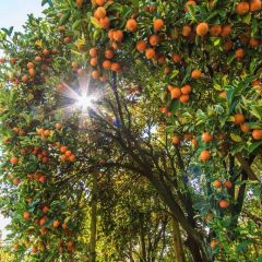 大量早熟叶橘上市