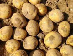 土豆商品和种薯销售