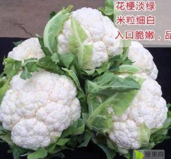 2022年安徽砀山花菜价格