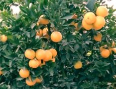2022年湖北省公安县大量供应脐橙！