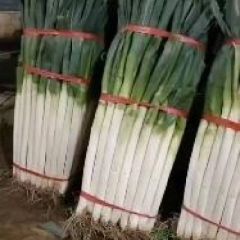 山东费县正宗铁杆大葱