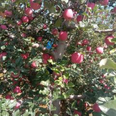 高海拔水晶红富士