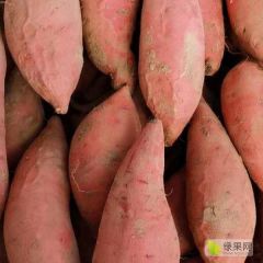 河北省廊坊市安次区烟薯25产地直供