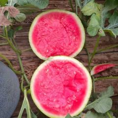 山东省昌乐县大棚无籽西瓜，哈密瓜