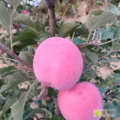 甘肃平凉高原红富士