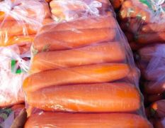 河北精品红萝卜，大量供应中，一手货源，产地直发，欢迎全国