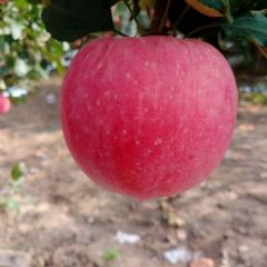 出售红富士大苹果
