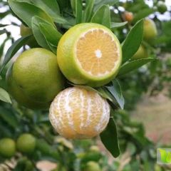 精品皇帝柑（贡柑）大量上市