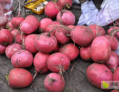 出大红袍萝卜 2-5斤自家种植只有5000斤
