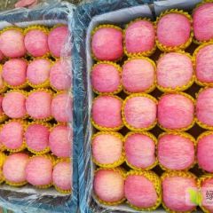 陕西富县精品红富士