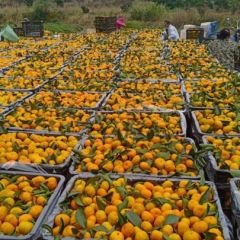 南丰蜜橘老吴代办代发0.6-0.8