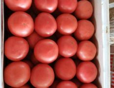 优质西红柿，常年供应