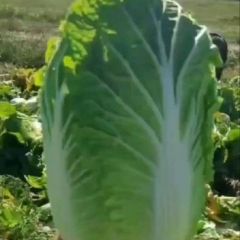 宁夏大白菜，黄心大白菜，义和秋，大量有货，全国代发