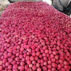 甘肃会宁富士苹果