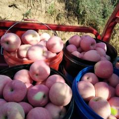 永寿西瓜著名品牌,已经大量上市了