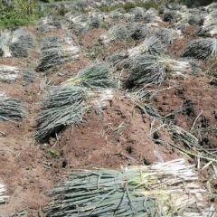 凉山州西昌片区火葱大葱 诚信合作以葱聚友