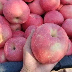 都是大户，每户都在3万斤左右