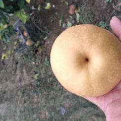 几百亩晚秋黄梨热销中！