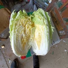 山东黄心大白菜大量上市 全国发货
