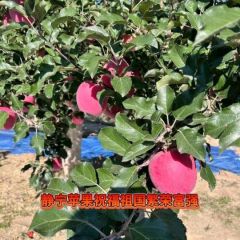 静宁红富士苹果火热预定中