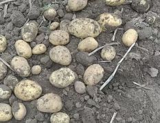 吉林市公主岭双城堡镇清泉堡自己土豆出售！！2万斤