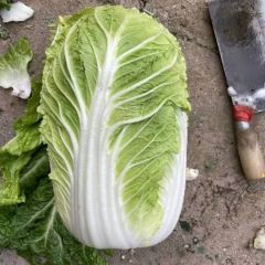 河北唐山市黄心菜 玲珑黄 秋宝白菜、玉田县白菜产地最新价格