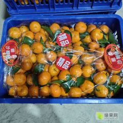 广西南宁市供应砂糖橘