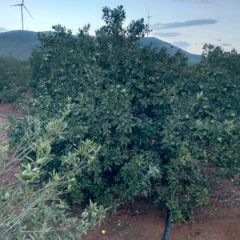 新会柑出售 42--50可以摘了需要大果的欢迎洽谈合作