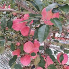 精品寒富苹果，欲购从速。