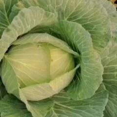 大量求购京丰一号扁包菜。
