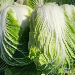 甘肃酒泉一手货源大白菜货源充足